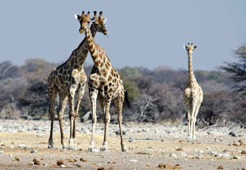 Jirafa - parque nacional de Etosha - Namibia 11.jpg